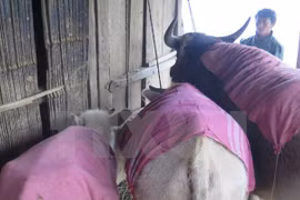 Post cold-spell efforts urged at recovering livestock numbers