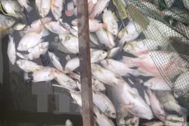 Ha Tinh to support farmers affected by mass fish deaths