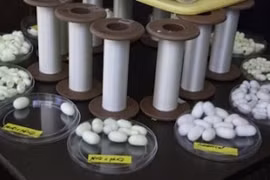 American spider silk manufacturer invests in Vietnam