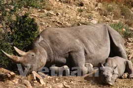 Art activities discourage wildlife consumption 
