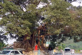 Ancient banyan in Thua Thien–Hue named heritage tree