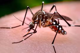 Localities warned to be vigilant against dengue fever in rainy season