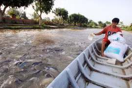 Tra fish production shifts towards sustainable supply chain