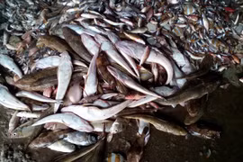 Ministry set to investigate cause of mass fish deaths in central coast