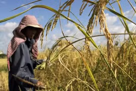 Cambodia: Rice yields drop slightly due to drought