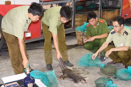 ENV declares war on pangolin crime 