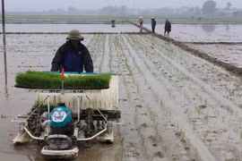 Experts: technology road map urgent for Vietnam’s rice