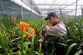 Da Lat to grow flower exports