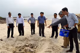 Authorities investigate mass fish kills in coastal provinces