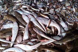 PM orders investigation of causes of fish deaths