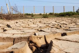 Mekong Delta drought losses total 215 million USD