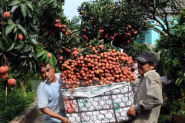 Bac Giang seeks to boost lychee consumption