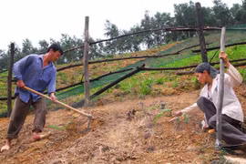 Dong Thap takes measures to prevent erosion 