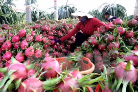 Dragon fruit exports to enjoy robust growth 