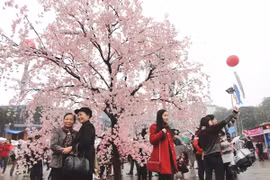 Japan Sakura Festival to return next week