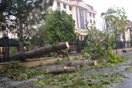 Trees uprooted by typhoon Mirinae