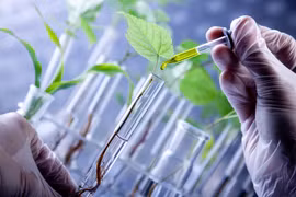 Dong Thap Muoi biotechnology centre to be constructed