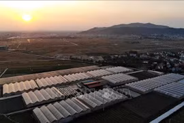 Bac Giang expects to have 60 cooperatives applying hi-tech (Photo: VNA)