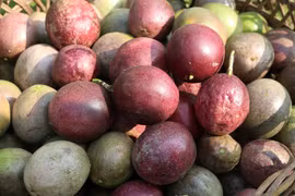 Passion fruit becomes the fifth Vietnamese fruit to be licensed for export to Australia (Photo: VietnamPlus) 