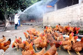 Localities asked to brace for potential avian flu during Tet