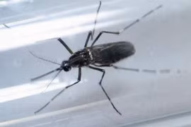 Malaysia confirms first locally-transmitted Zika case 