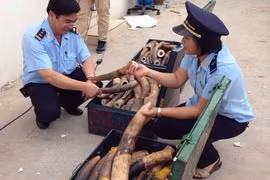  Customs seize 309kg of animal tusks from Lagos