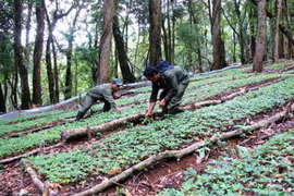 Central Highlands herbs listed