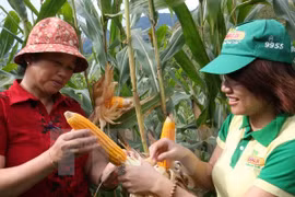 Vietnamese farmers urged to shift from rice to corn
