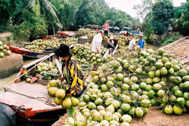 Ben Tre: Coconut growers, firms link up