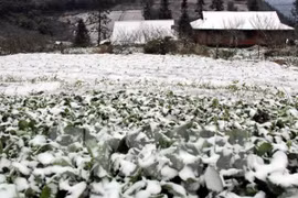 Loan extension to aid cold-spell victims