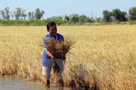 Forum seeks to adapt Mekong Delta’s agriculture to climate change