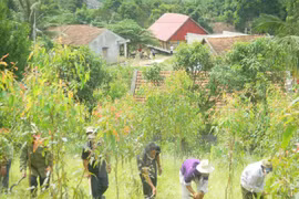 Trees planted to green up Hanoi-Lao Cai highway