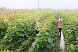 Organic produce becoming popular, lucrative