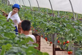 Japan eyes TPP investment in Vietnam’s agriculture