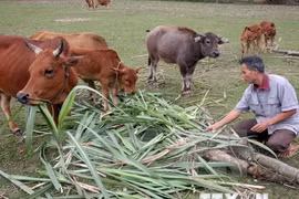 Vietnam shares poverty reduction experience with Laos
