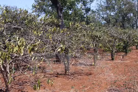 Dak Lak workshop focuses drought-prevention measures 