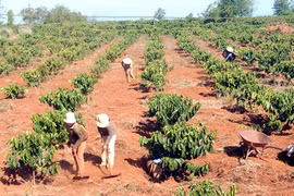 Central Highlands needs more irrigation facilities for coffee farming 