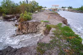Sea dyke erosion worsens in Mekong Delta