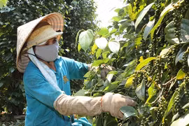 Farmers switch to pepper as coffee prices fall