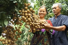 Vietnam expects 2.5 billion USD gain in fruit, veggie exports