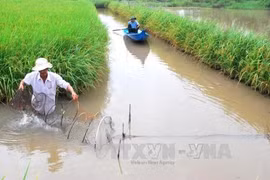 Rice-shrimp farming model needs zoning