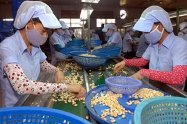 Cashew exports likely to reach 2.7 billion USD 