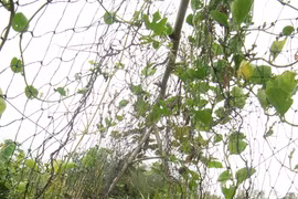 Organic farming needs support policy to grow