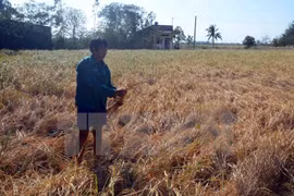 Climate change a threat to Mekong Delta