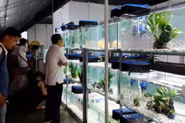 High-tech agriculture fair opens in HCM City