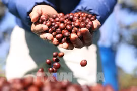 Brand positioning helps Buon Ma Thuot become global coffee hub