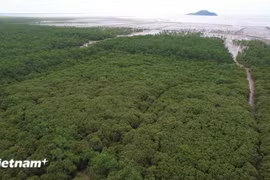 Vietnam needs to keep ecosystem balance to achieve net-zero emissions