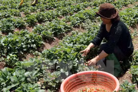 A farmer harvest strawberries in Lam Dong (Photo: VNA)