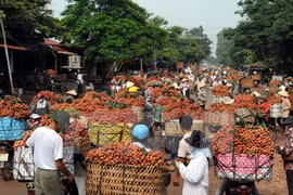 Australia has approved the importation of fresh lychees from Vietnam. (Photo: VNA)