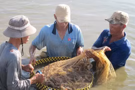 Shrimp harvesting in the Mekong Delta province of Soc Trang (Photo: VNA) 